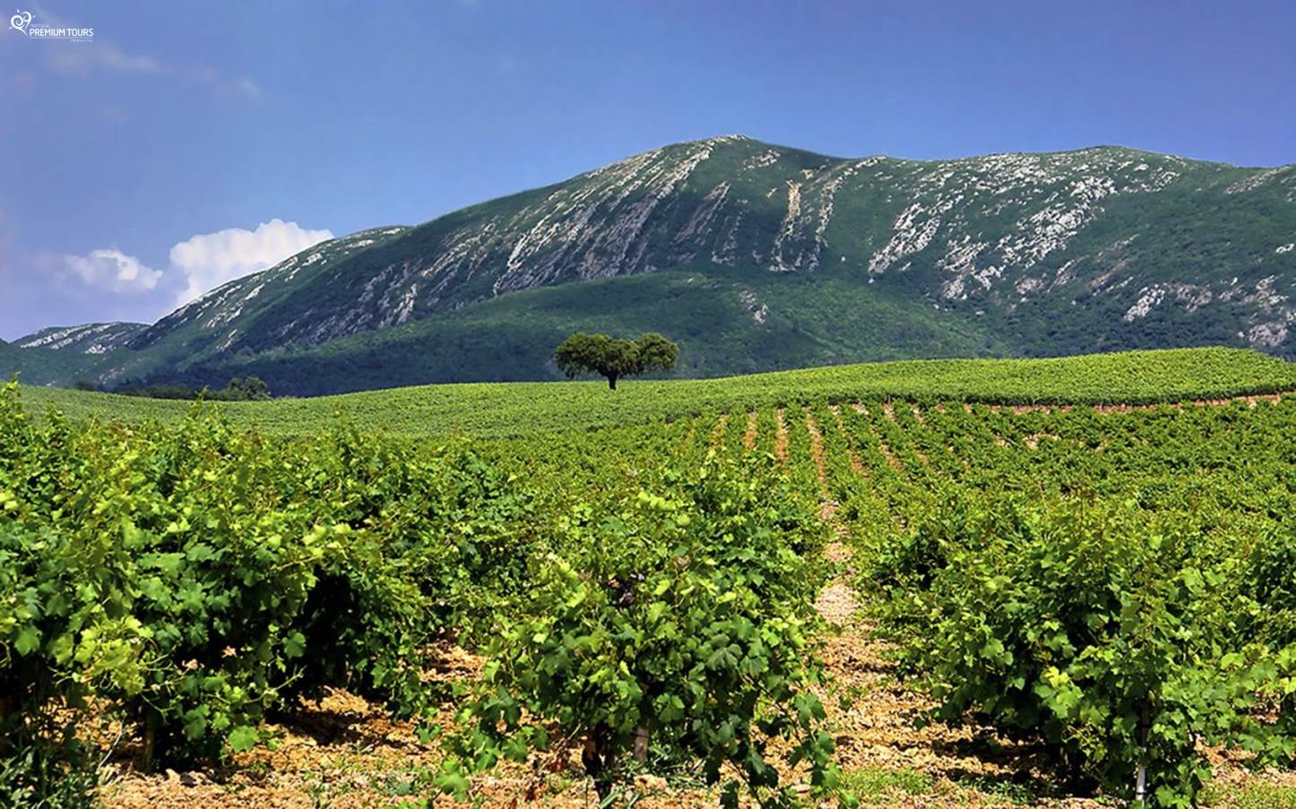 Serra da Arrábida | Produção vinícola
