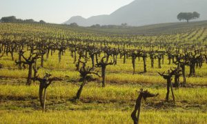 Vinhas | Setúbal