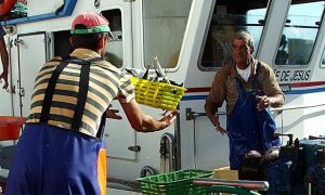 Pescadores a descarregar peixe