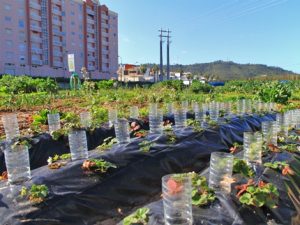 Hortas Urbanas