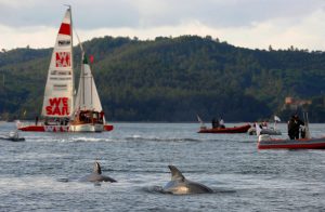 Vela - Raid Bicasco Sadocat