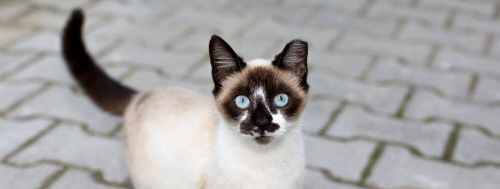 CROAC - Canil e Gatil Municipal