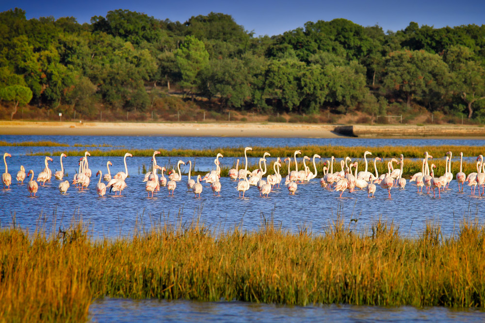 Flamingos | Estuário do Sado | birdwatching