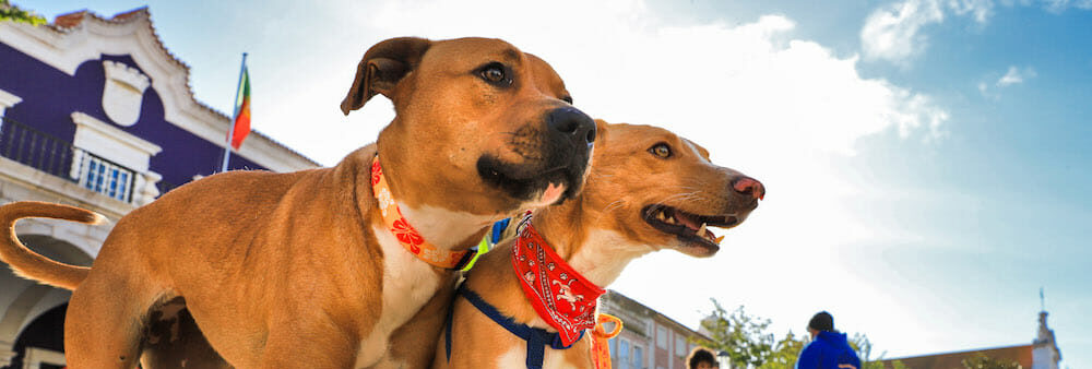 Passeio com cães canil CROAC 2019