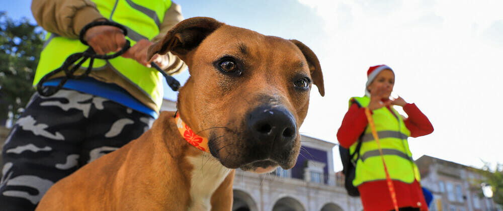 Passeio com cães canil CROAC 2019