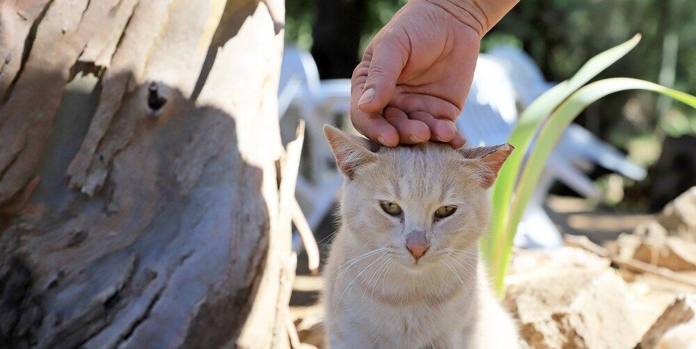 Dia Mundial dos Animais - devolução de gatos à comunidade