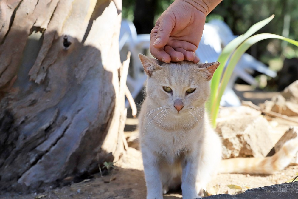 Dia Mundial dos Animais - devolução de gatos à comunidade