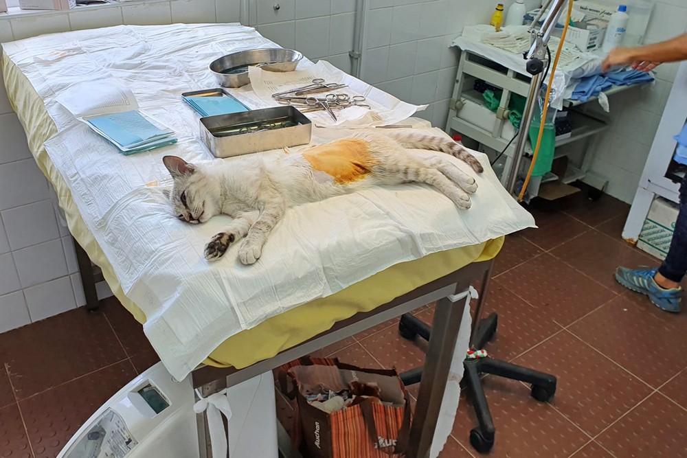 Dia Mundial dos Animais - esterilização de gatos