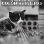 Manual de Gestão de Colónia Felinas