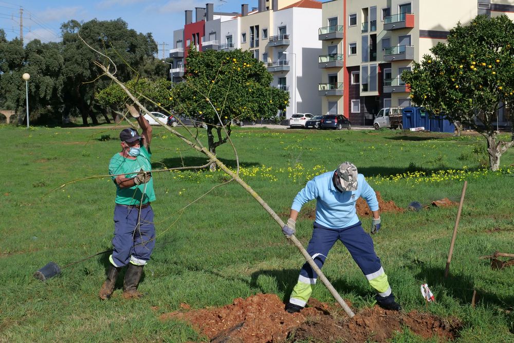 Plantação de Árvores - futuro Parque Urbano da Quinta da Amizade
