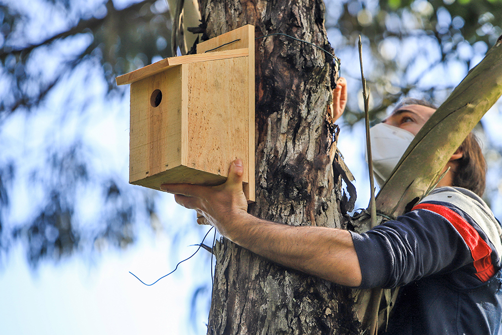 Instalação de caixas-ninho - Herdade da Mourisca - observação de aves
