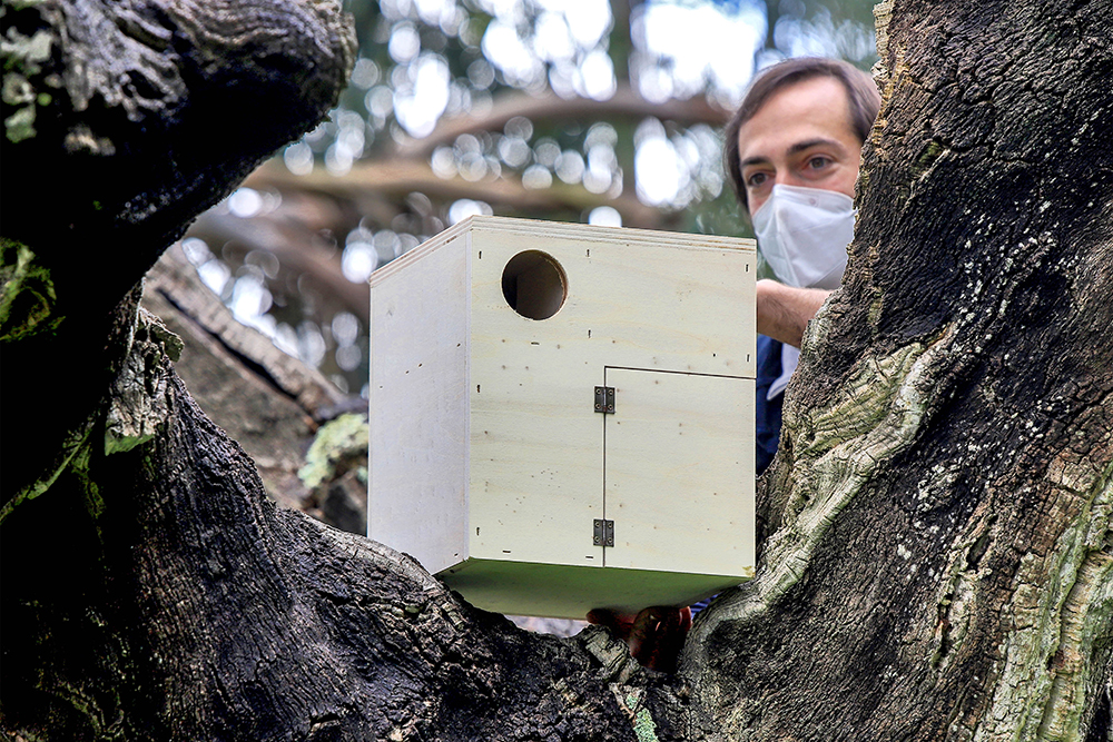 Instalação de caixas-ninho - Herdade da Mourisca - observação de aves
