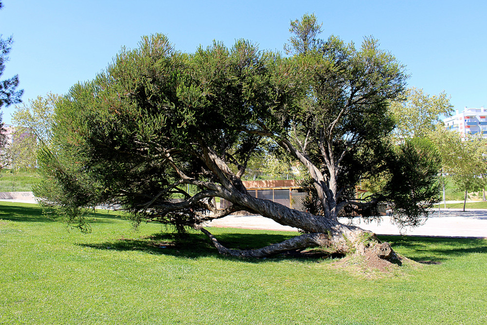 Melaleuca ou "árvore do chá", no Jardim de Monte Belo | Foto da Junta de Freguesia de São Sebastião
