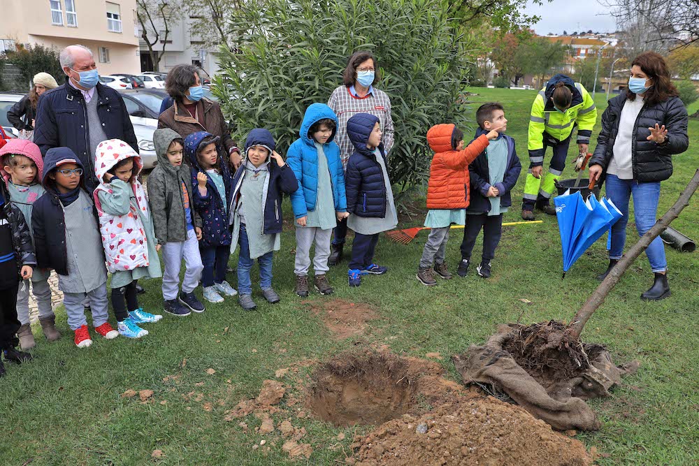 Dia Mundial da Árvore | plantação de árvores na Algodeia