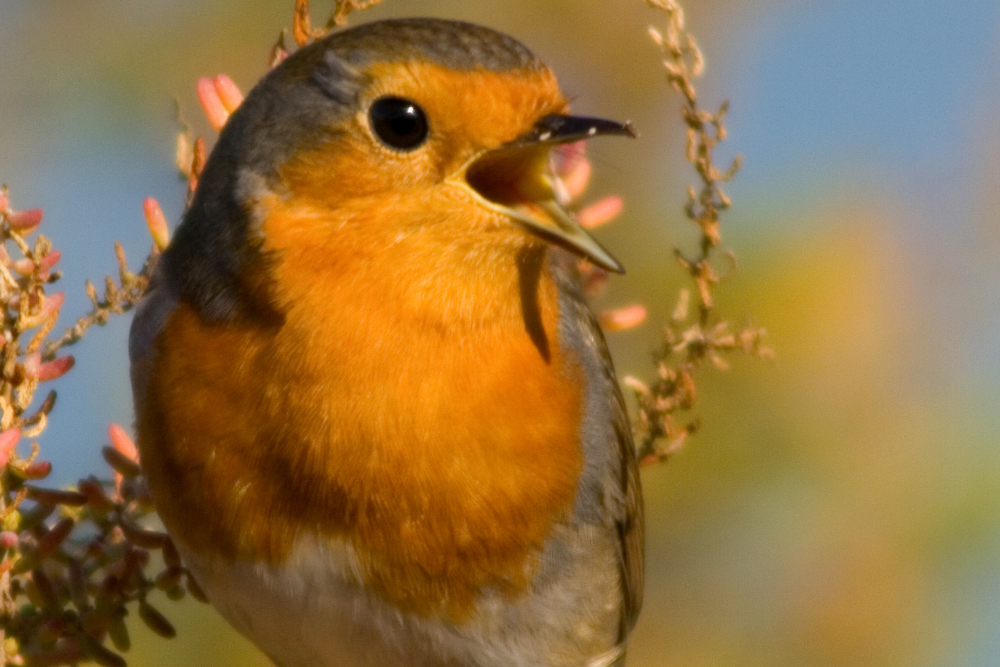 O canto das Aves e o Censo das Aves Comuns