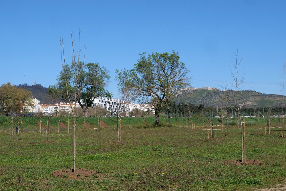 Voluntários plantaram mais 40 árvores no Parque Urbano da Várzea, que já conta com um total de quase 1300.