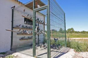 CROAC | Casa da Bicharada