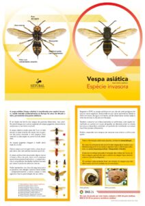 miniatura de FOLHETO VESPA ASIATICA 2025