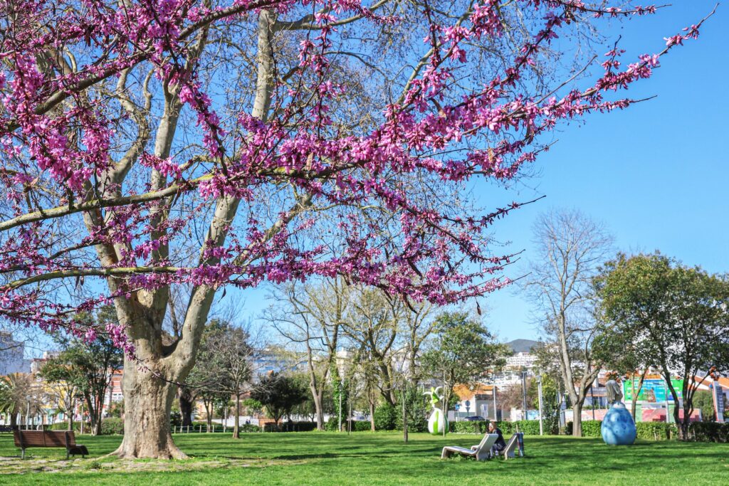 As árvores enchem-se de cor para dar as boas-vindas à primavera.