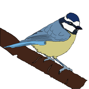 Chapim Azul
