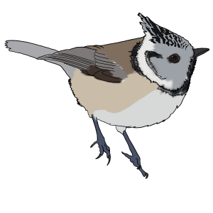 Chapim-de-Poupa