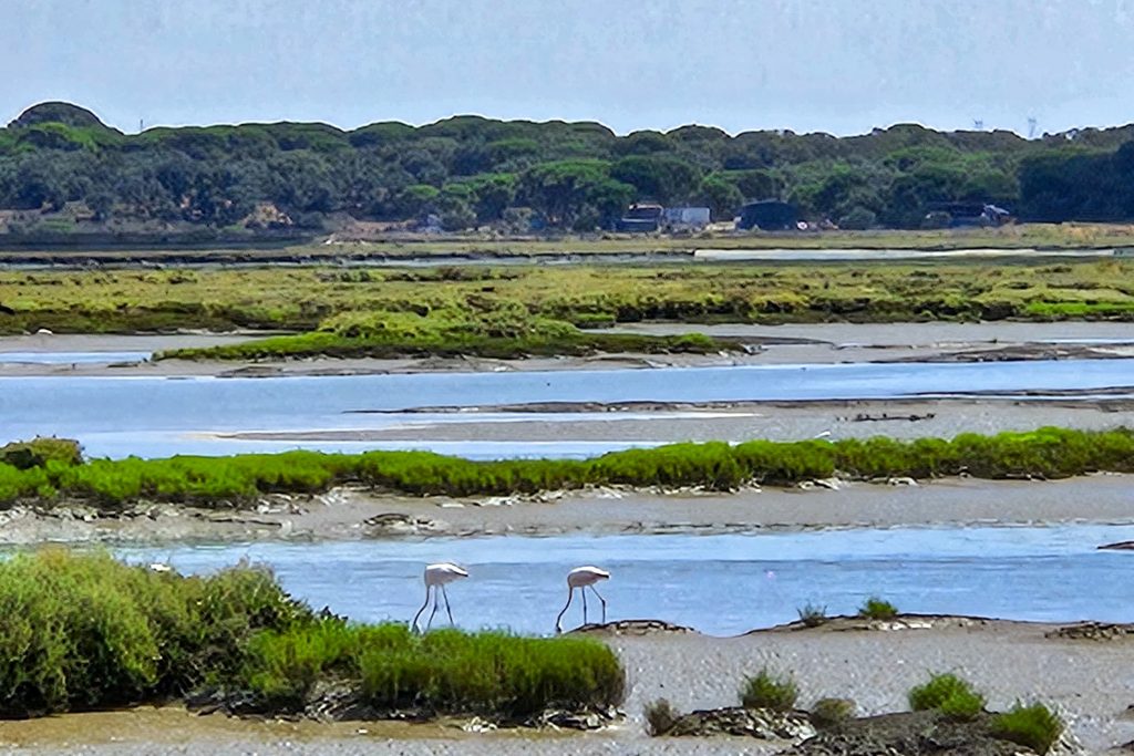 Projeto de observação de aves "Trilhos Sonoros"