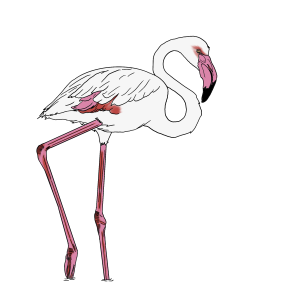 Flamingo Comum