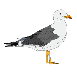 Gaivota de Asa Escura