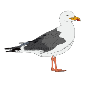 Gaivotão Real