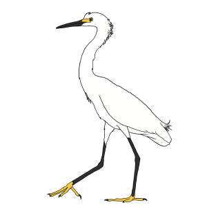 Garça Branca Pequena