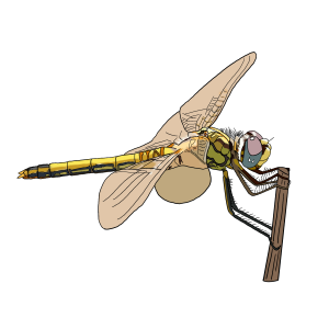 Libélula