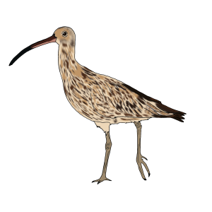 Maçarico Real