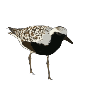 Tarambola Cinzenta