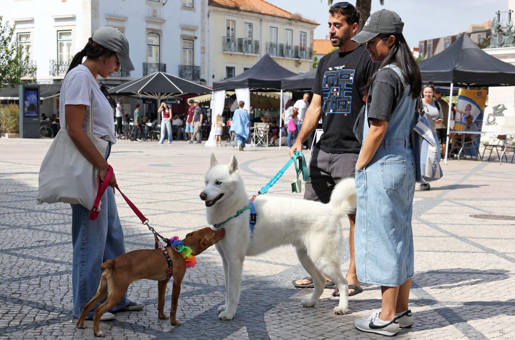 Um dia dedicado aos animais de companhia, com desfiles, adoção responsável e diversão para toda a família